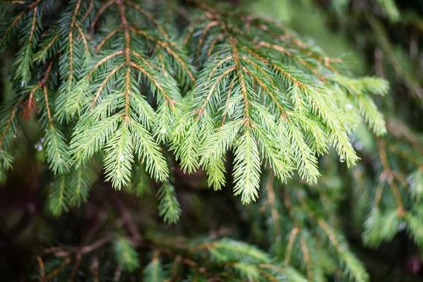 Groene bladeren op een bedje van groene bush — Stockfoto