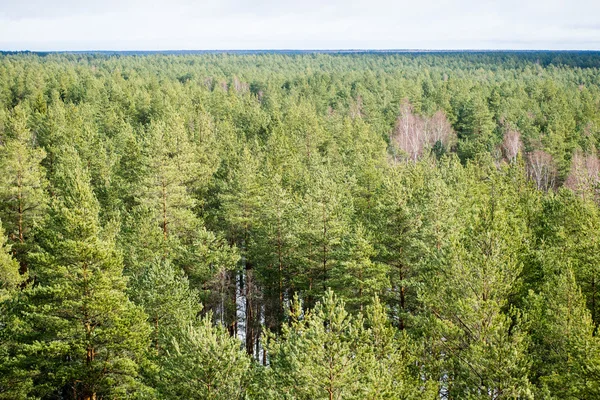 Folhas verdes em uma cama de arbusto verde — Fotografia de Stock