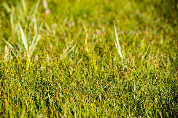 Folhas verdes em uma cama de arbusto verde — Fotografia de Stock