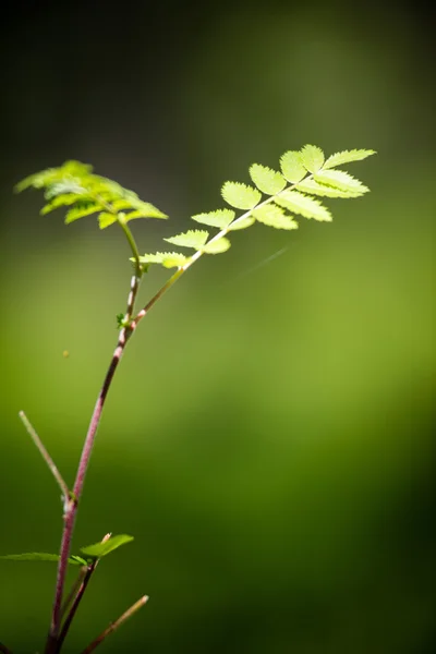 Gröna blad på en bädd av grön buske — Stockfoto