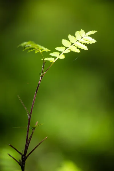 Groene bladeren op een bedje van groene bush — Stockfoto