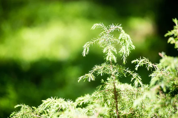 Hojas verdes sobre un lecho de arbusto verde —  Fotos de Stock