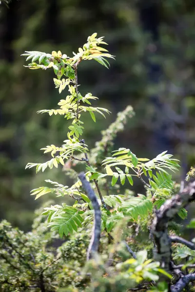 Hojas verdes sobre un lecho de arbusto verde — Foto de Stock