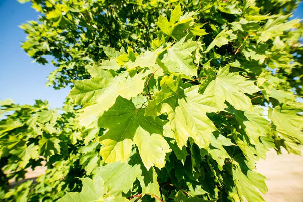 Groene bladeren op een bedje van groene bush — Stockfoto