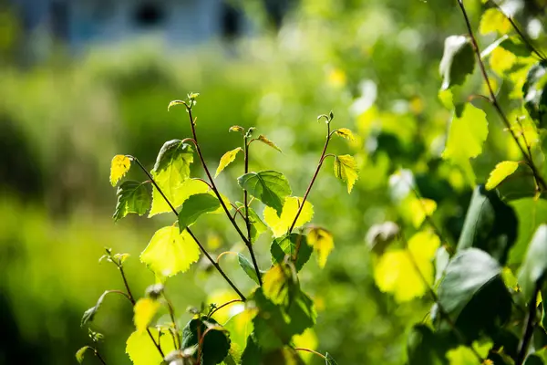 Groene bladeren op een bedje van groene bush — Stockfoto