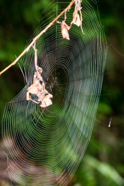 sonbaharın güzel örümcek ağları