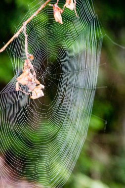 sonbaharın güzel örümcek ağları