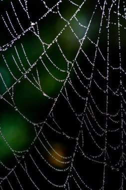 sonbaharın güzel örümcek ağları