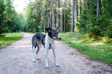 yolda oturup mutlu köpek
