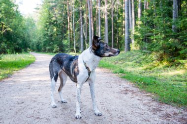 yolda oturup mutlu köpek
