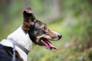 mutlu köpek orman yönde arıyor