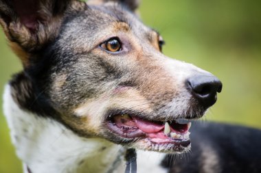 mutlu köpek orman yönde arıyor