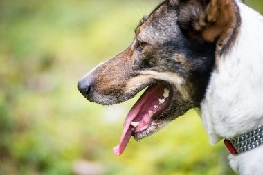 mutlu köpek orman yönde arıyor