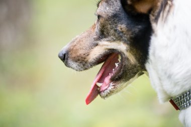 mutlu köpek orman yönde arıyor