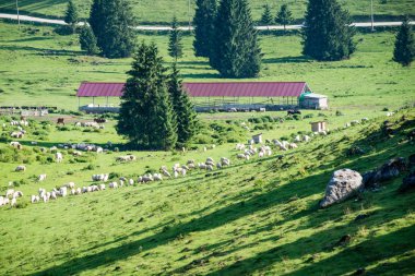 Dağ çayır otlatma inek sürüsü