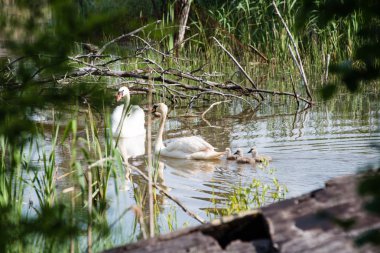 Kuğu ve cygnets ilk defa su
