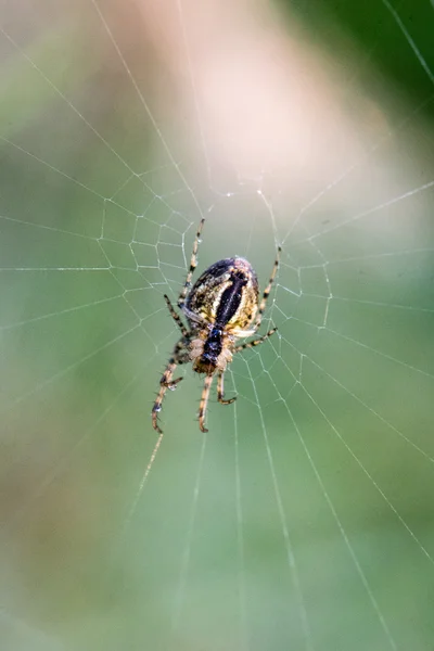 Piękny pajęczyny jesienią z Pająk — Zdjęcie stockowe