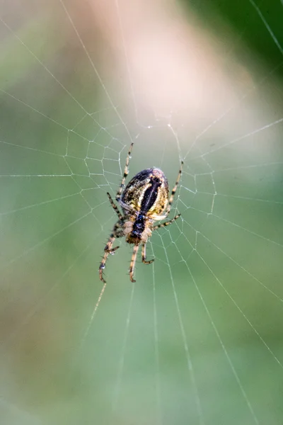 Beautiful cobwebs in autumn with spider — Stock Photo, Image