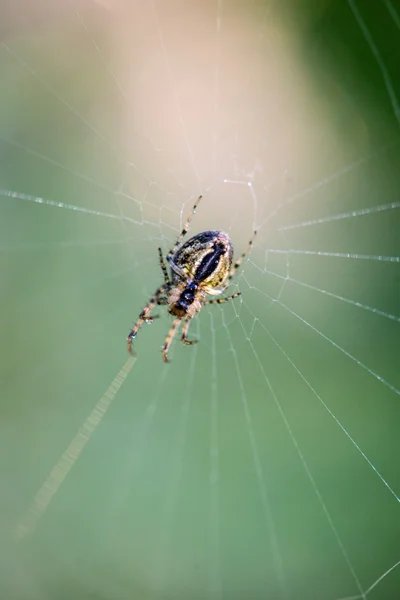 秋天美丽的蜘蛛网蜘蛛 — 图库照片