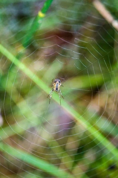Beautiful cobwebs in autumn — Stock Photo, Image