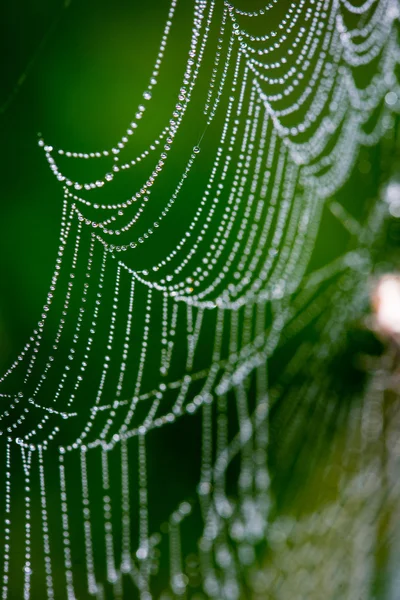 Hermosas telarañas en otoño con araña —  Fotos de Stock