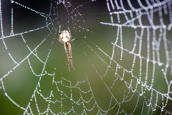Belle ragnatele in autunno con ragno — Foto Stock