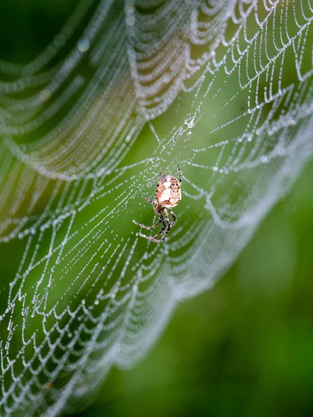 Красивые паутины осенью с пауком — стоковое фото