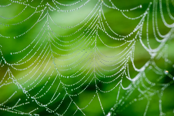 Belle ragnatele in autunno — Foto Stock