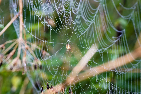 Красивые паутины осенью — стоковое фото
