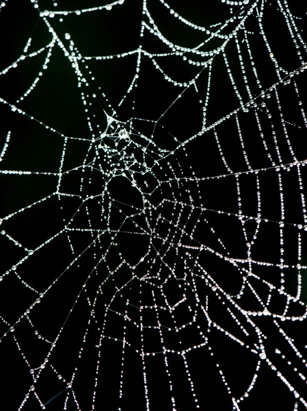 Belas teias de aranha no outono — Fotografia de Stock