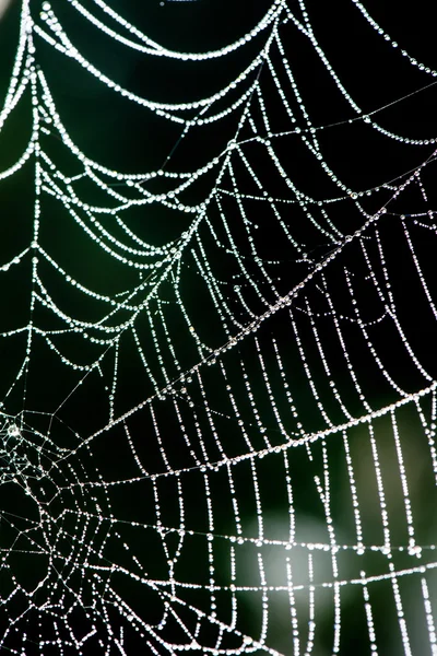 Belles toiles d'araignée en automne — Photo