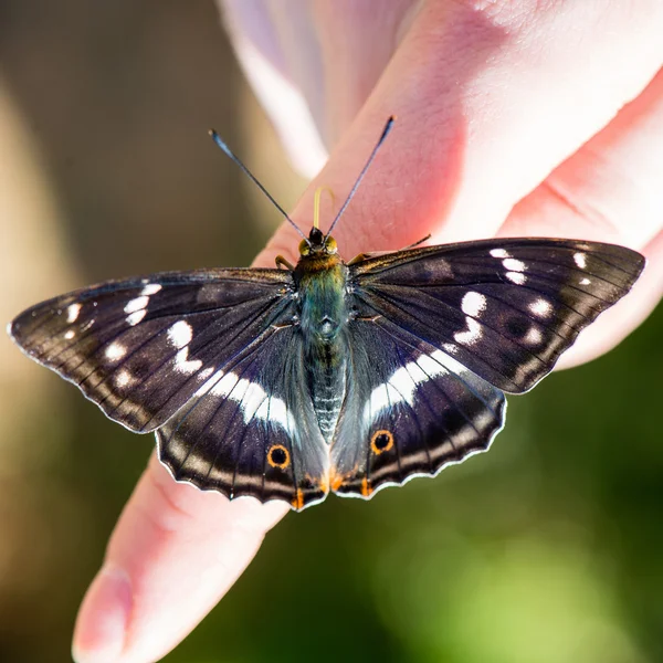 Hermosa mariposa descansando en la mano —  Fotos de Stock