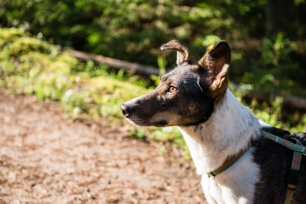 Happy dog is looking for direction in forest — Stock Photo, Image