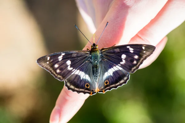 Hermosa mariposa descansando en la mano —  Fotos de Stock