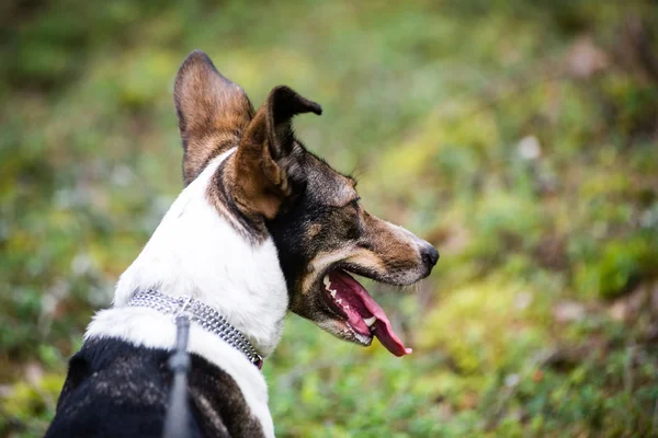 Happy dog is looking for direction in forest — Stock Photo, Image