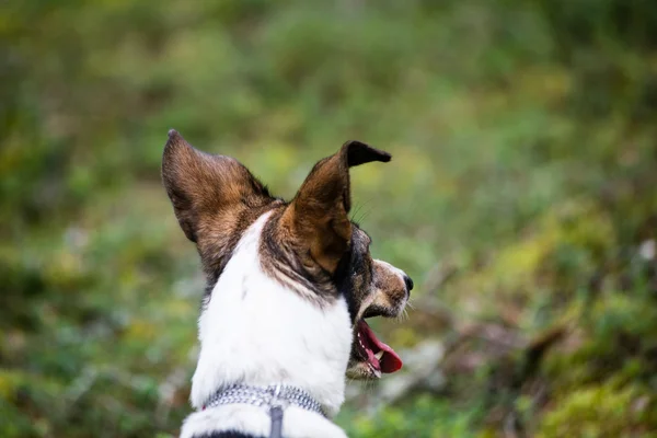 Perro feliz está buscando dirección en el bosque — Foto de Stock