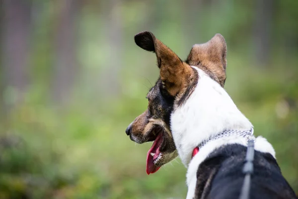 Gelukkige hond zoekt richting in bos — Stockfoto