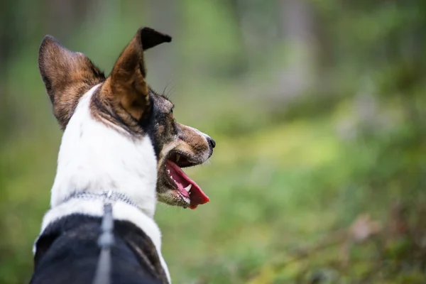 Felice cane è alla ricerca di direzione nella foresta — Foto Stock