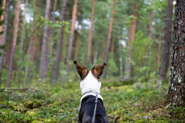 Felice cane è alla ricerca di direzione nella foresta — Foto Stock