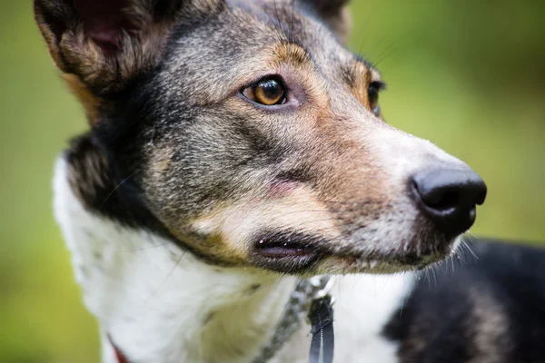 Lycklig hund söker riktning i skogen — Stockfoto