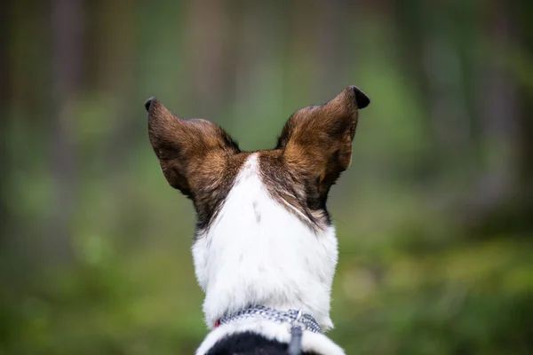 Felice cane è alla ricerca di direzione nella foresta — Foto Stock