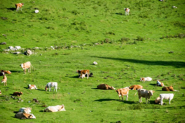 Manada de vacas pastando no prado da montanha — Fotografia de Stock