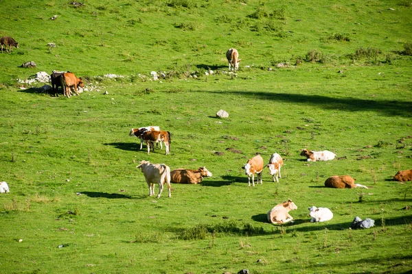 Manada de vacas pastando no prado da montanha — Fotografia de Stock