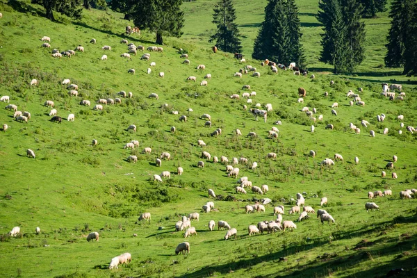 Állomány, a hegyi réten legelésző tehenek — Stock Fotó