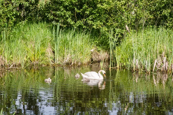 Swan och cygnets första gången i vattnet — Stockfoto