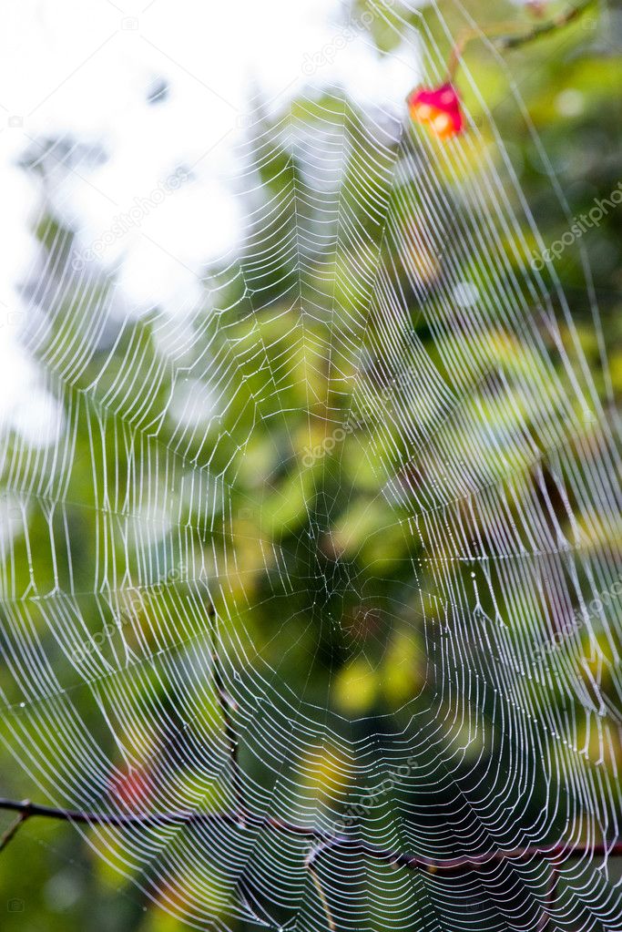 beautiful cobwebs in autumn