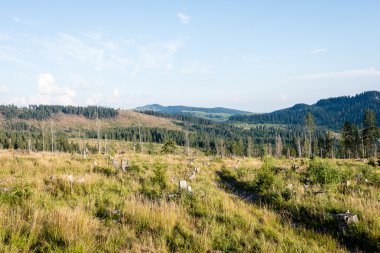güneşli turist iz sonbahar ormanda
