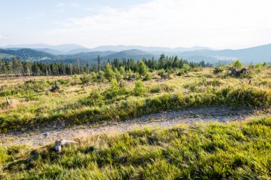 güneşli turist iz sonbahar ormanda