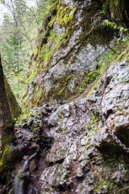 güneşli turist iz sonbahar ormanda