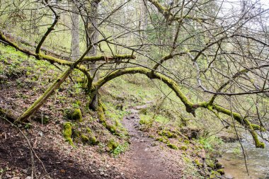 güneşli turist iz sonbahar ormanda